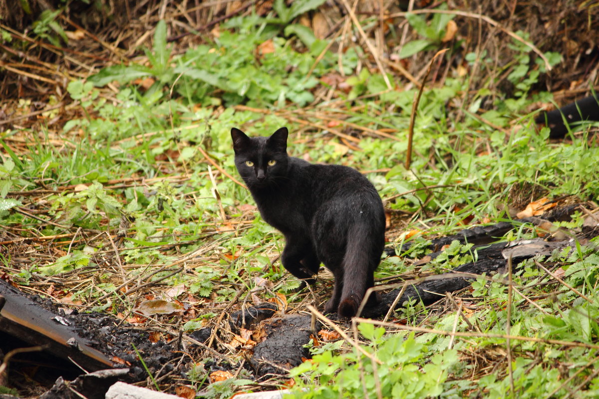Черный кот - Лилия Рахматуллина