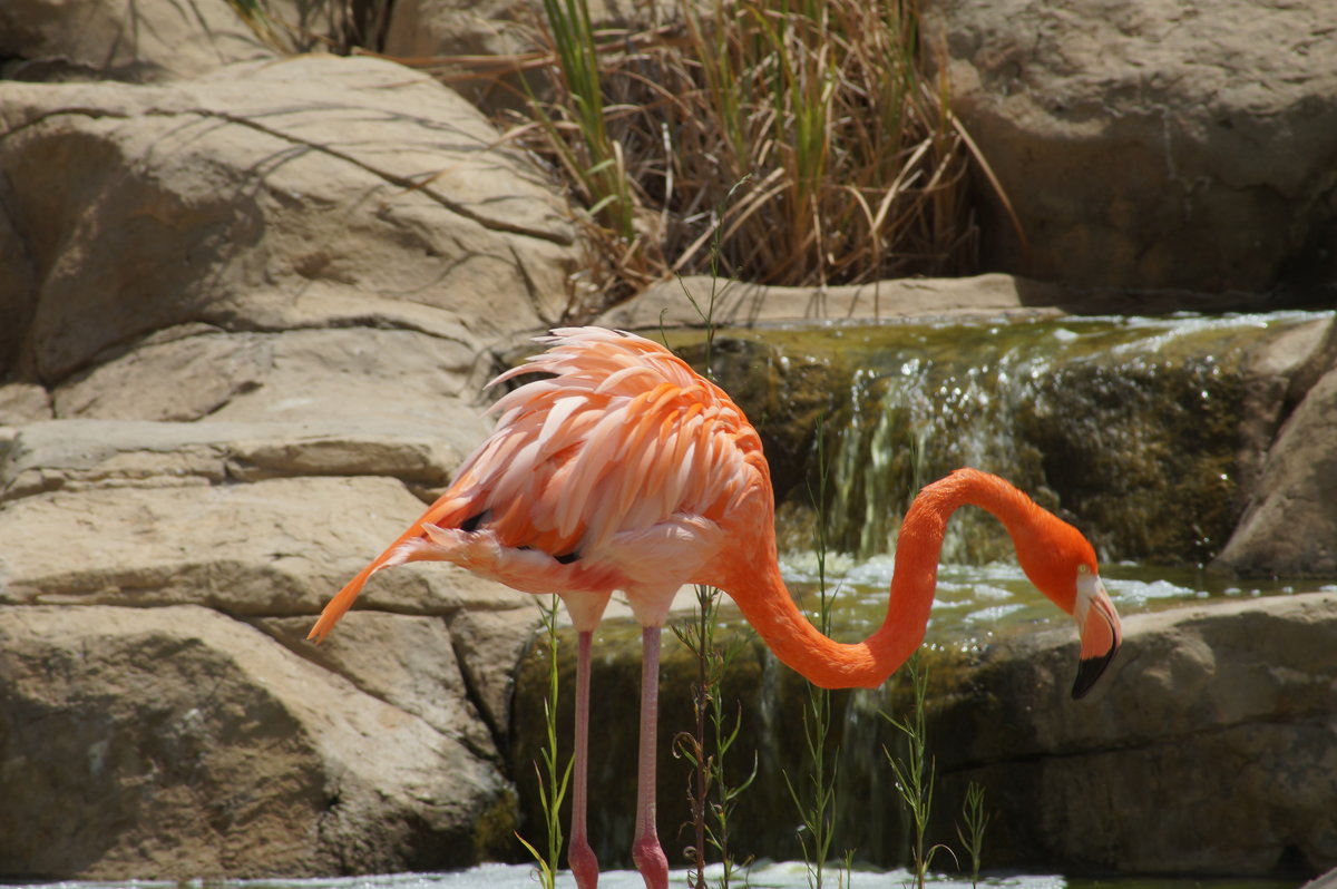 Розовый фламинго - валерия огородник