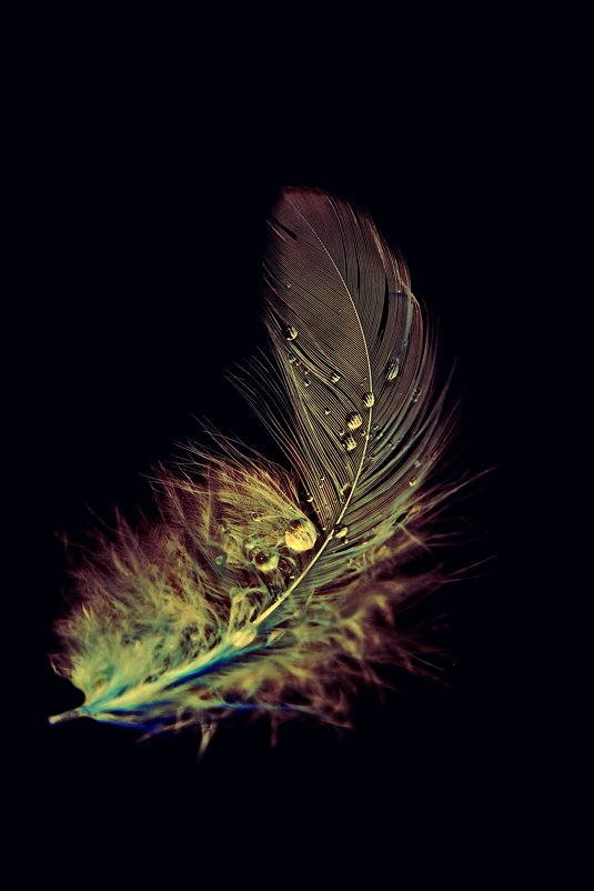 beauty of feather - Татьяна 