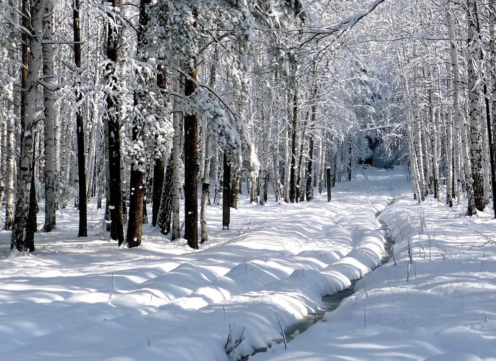 Зимний лес, начало весны - Борис Соловьев