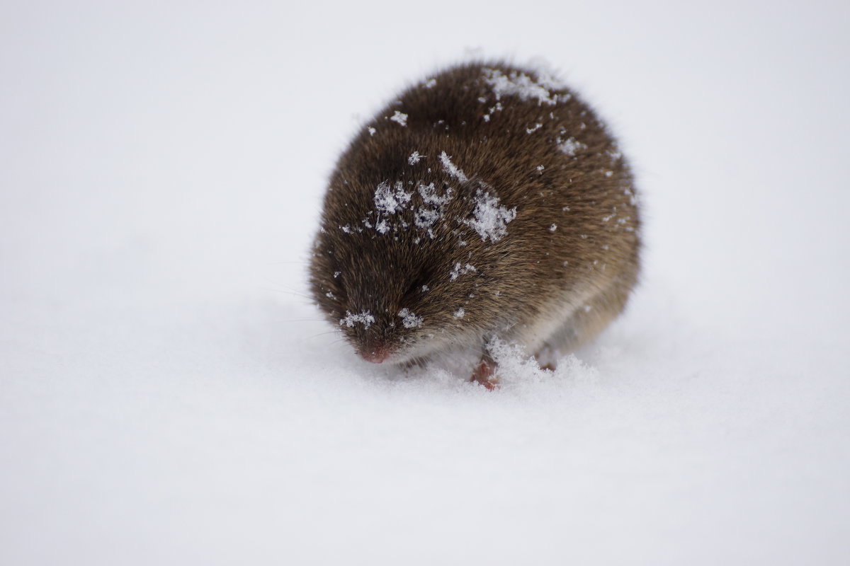 Мышка на снегу... - bybyakovo Ми