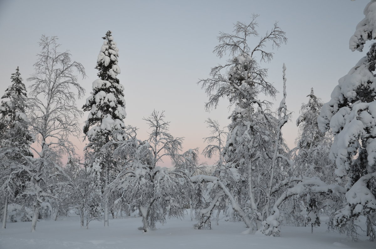 Волшебный зимний лес - Ольга Оглоблина