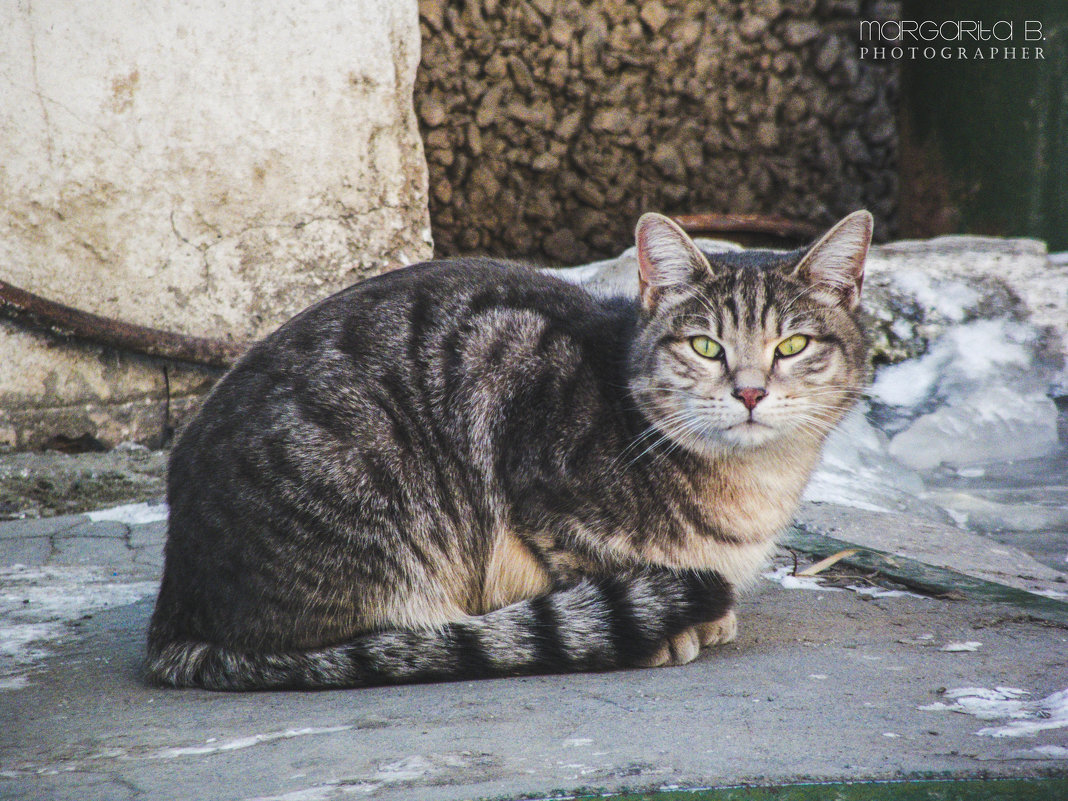 Соседский кот - Маргарита Б.