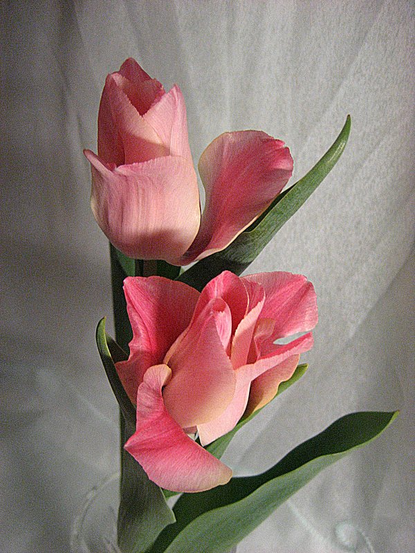 Tulip Miss Elegance - laana laadas