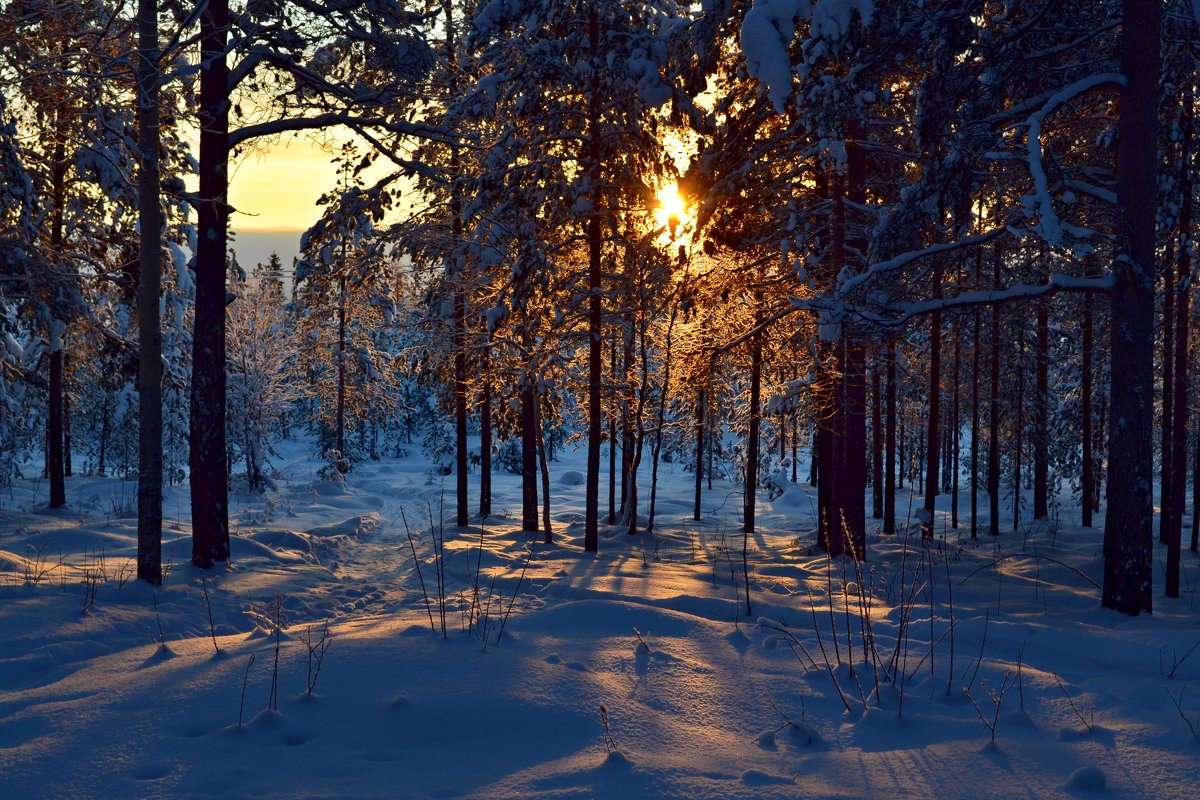 Солнечный лес - Ольга 