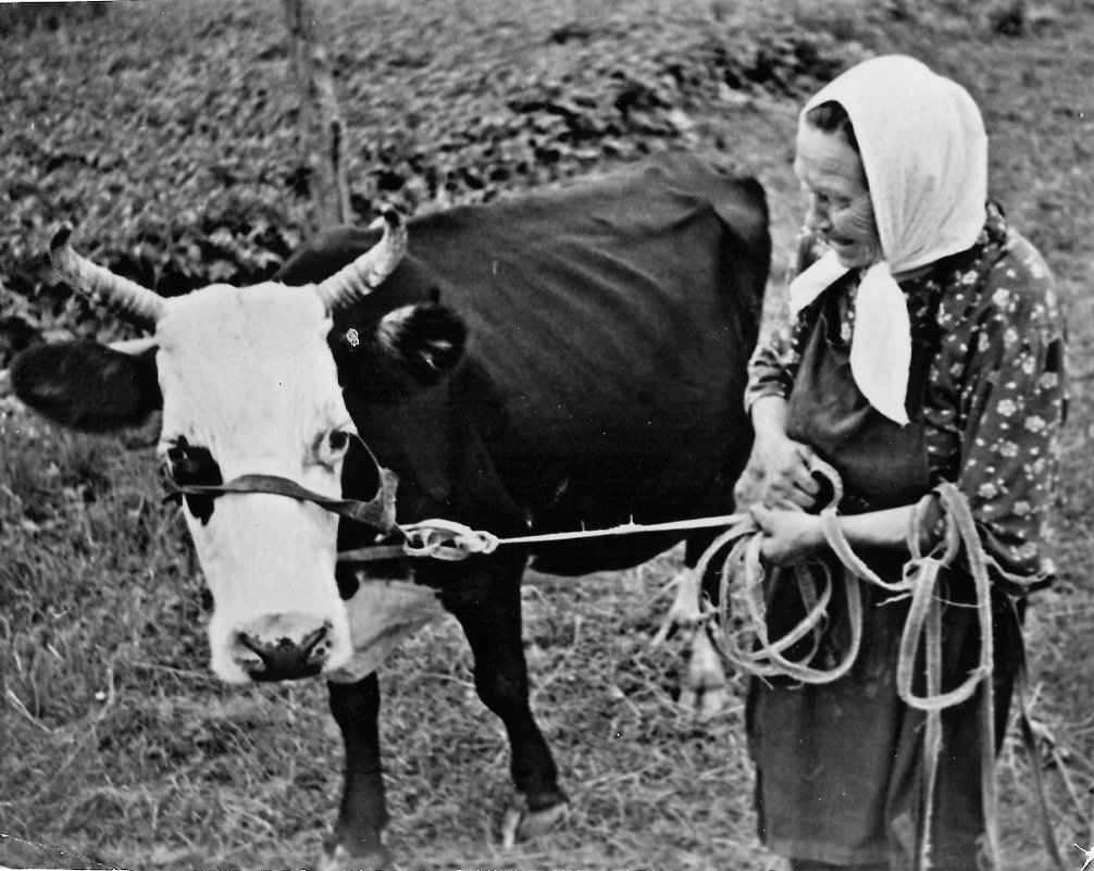 Бабушка и Роза - Наталья Гусева