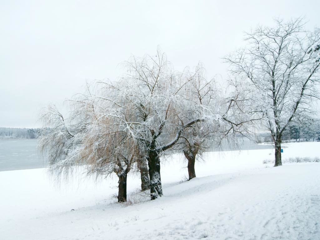 Деревья в снегу - Henry 