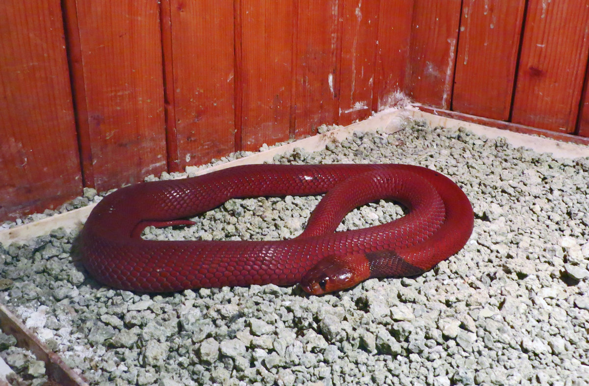 Змея-как символ года - Наталья (D.Nat@lia)
