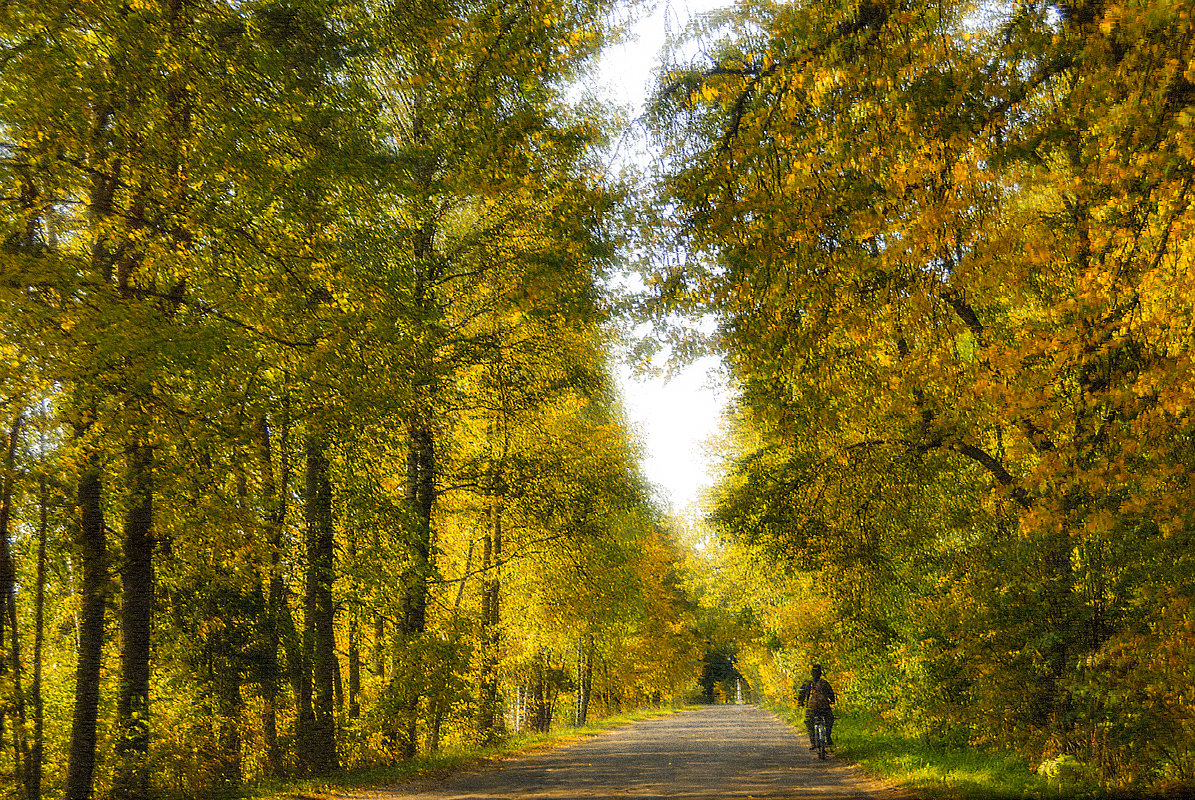 дорога в осень - Galina 