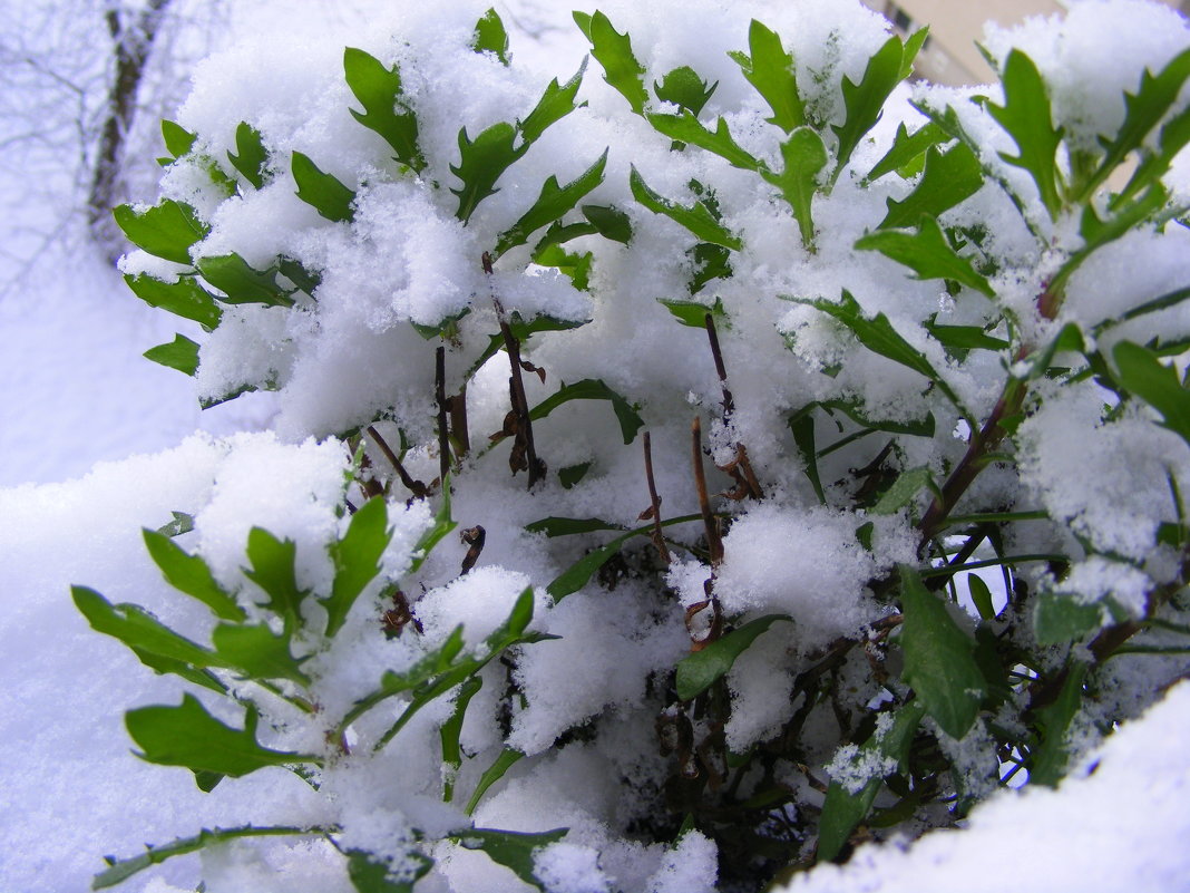 Белый снег, на зеленые листья... - Владимир Секерко