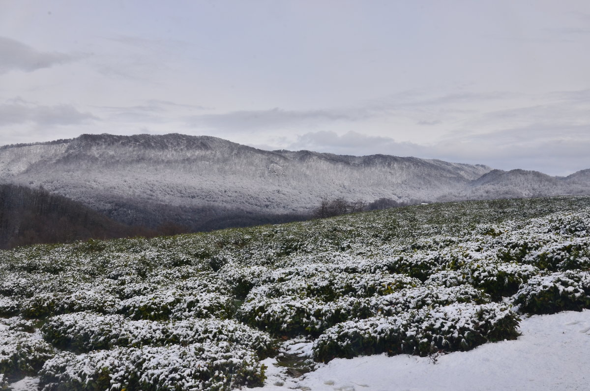 Чайная плантация на зимнем Кавказе - Татьяна Кузнецова