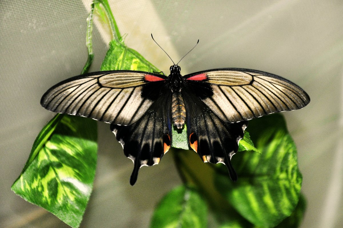 на выставке бабочек - оксана рахова 
