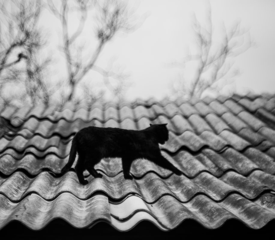 чёрный кот - Антон Фатыхов 