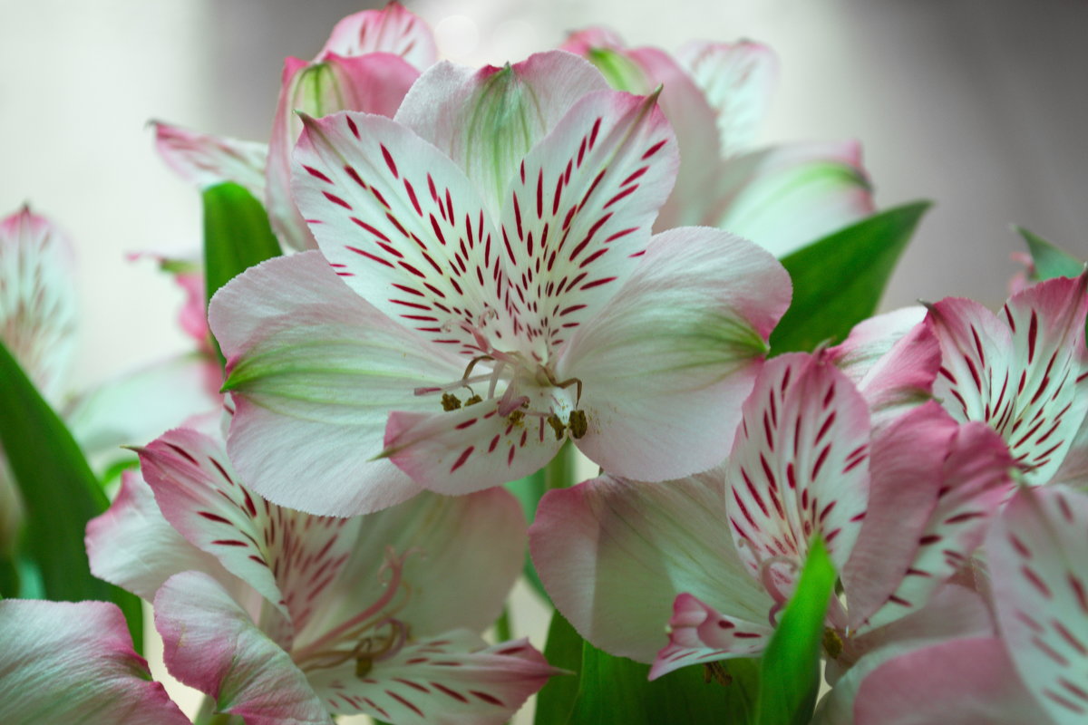 Alstroemeria Pelegrina