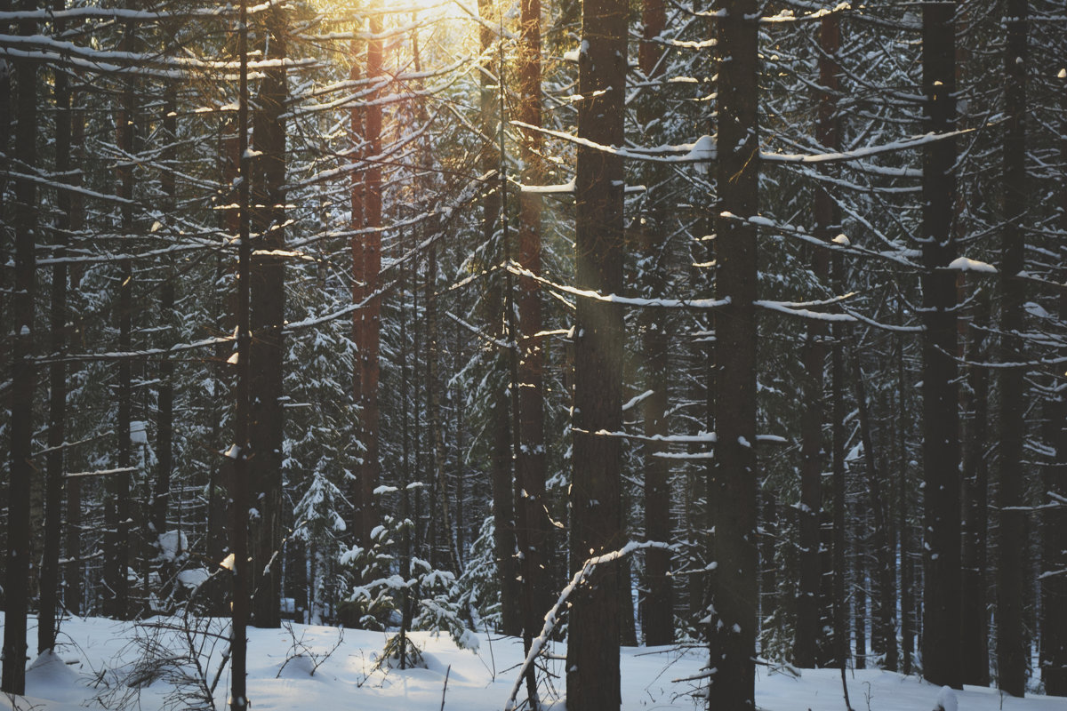 Этот чудесный зимний лес - Катерина Гуляева