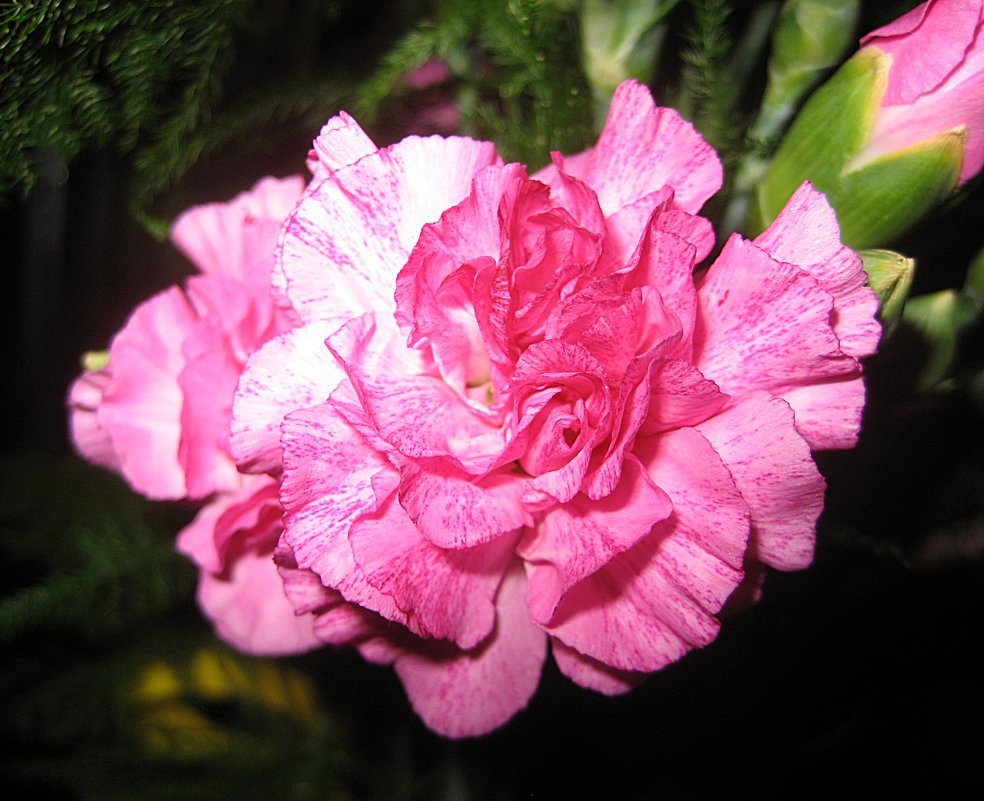 Розовая гвоздика - laana laadas