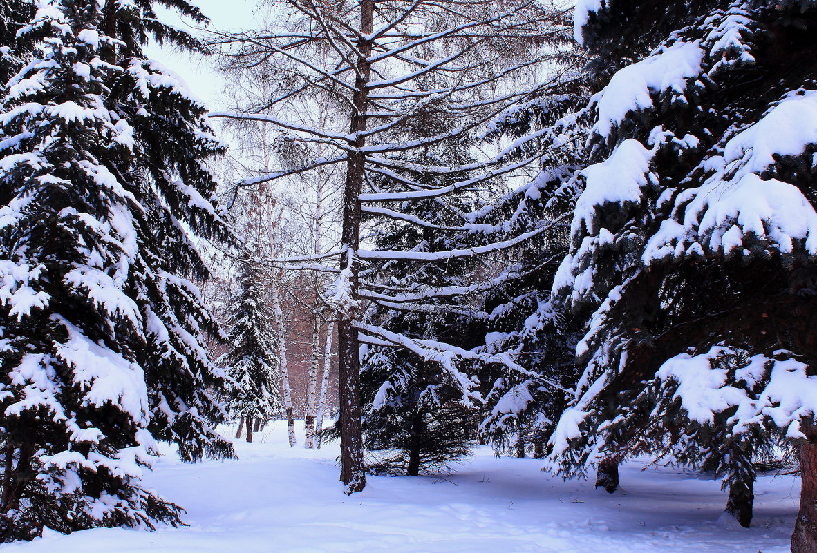 В зимнем парке тишина - Татьяна Ломтева
