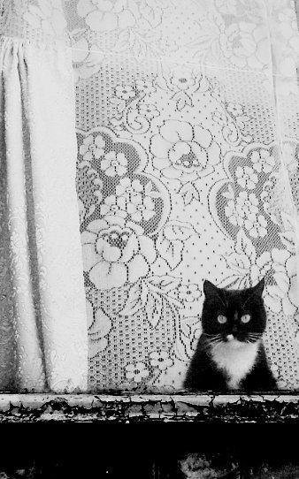 Кот в окне - Юлия Закопайло