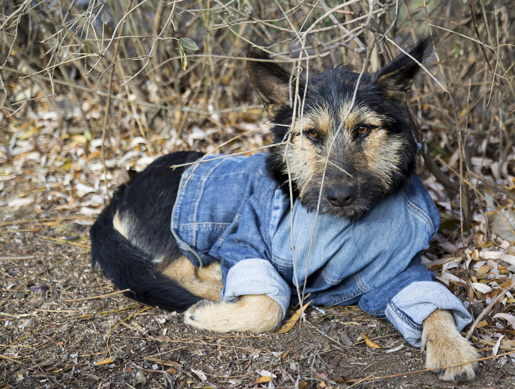 Blue Jeans Dog - Аля Хрусталёва