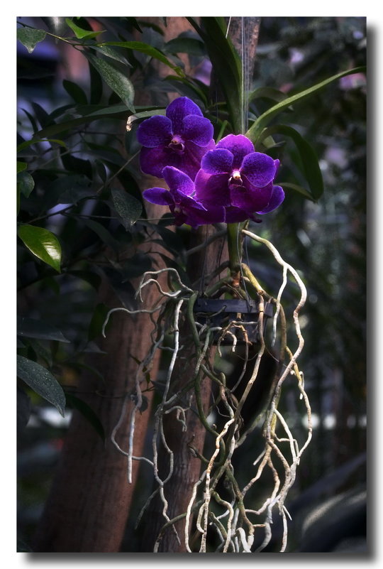 Орхидеи - GaL-Lina .
