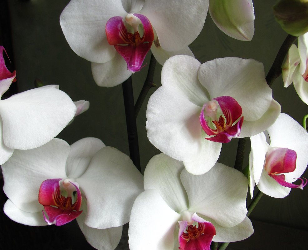 Сорта Орхидей С Фото И Названиями
