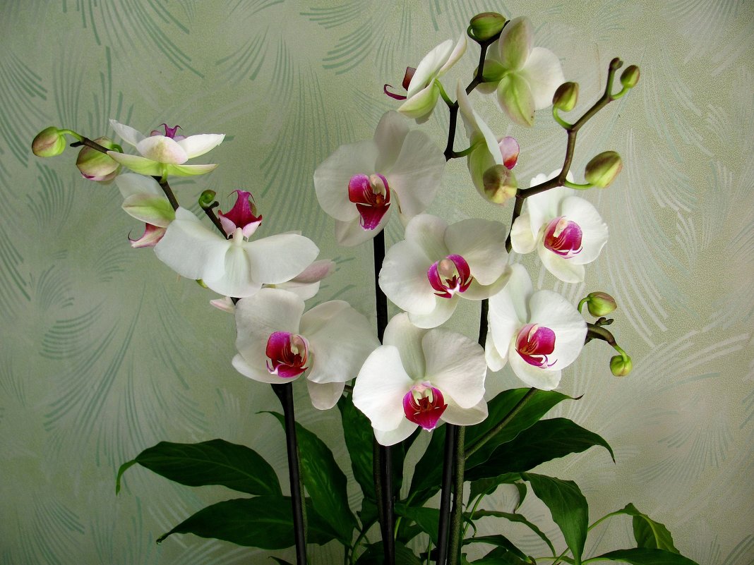 орхидея Фаленопсис Winnipeg - super-krokus.tur ( Наталья )