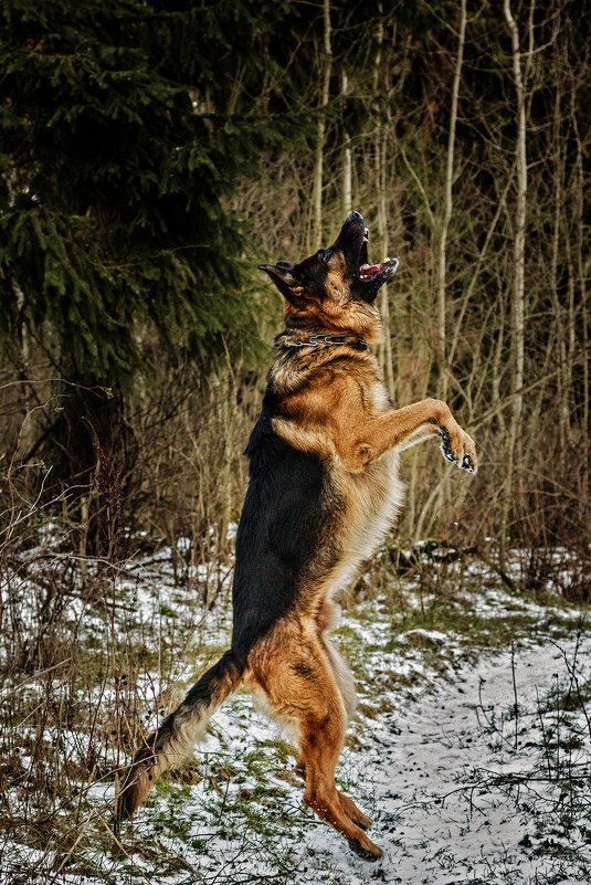 Собака вертикального взлета - Владимир Самсонов