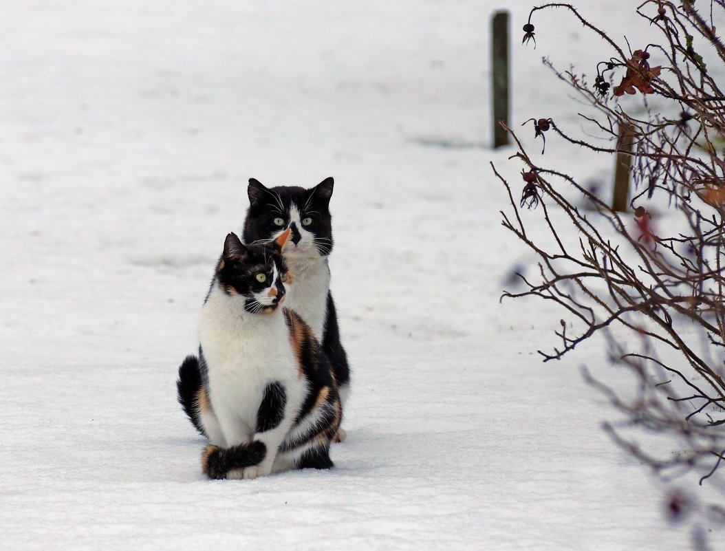 Зимние коты  :) - Irina -