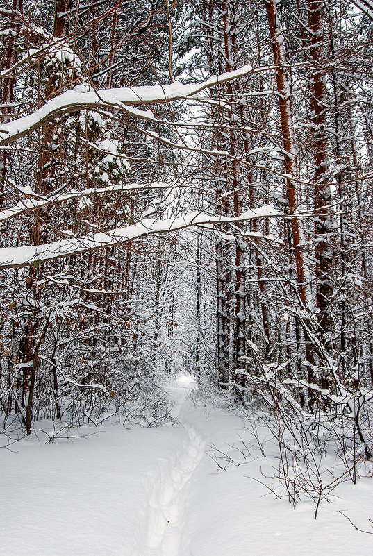 Зимний лес - Olga Mach