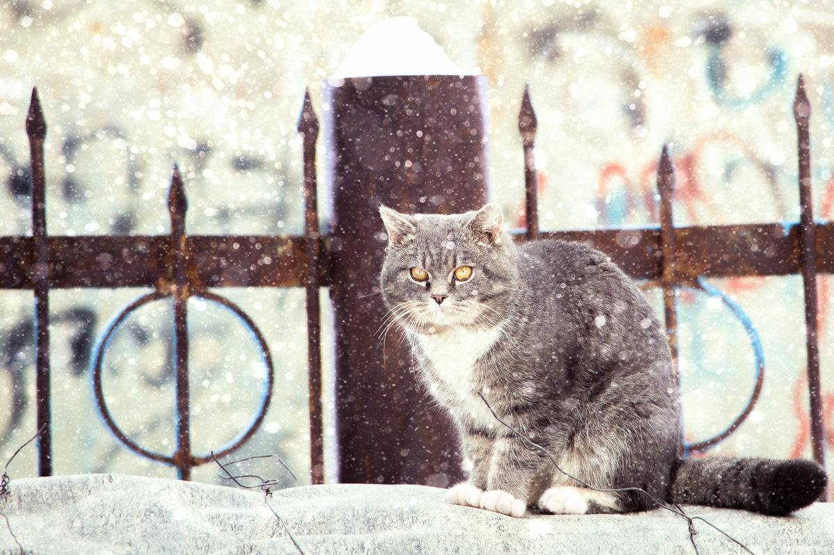 Кот в снегу - Руслан Юсуфов