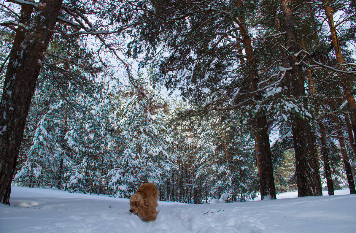 Прогулка по зимнему лесу - Наталья Петрова