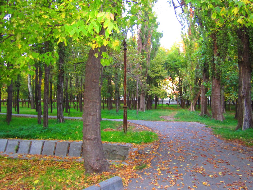 Осень - Shans Musalova