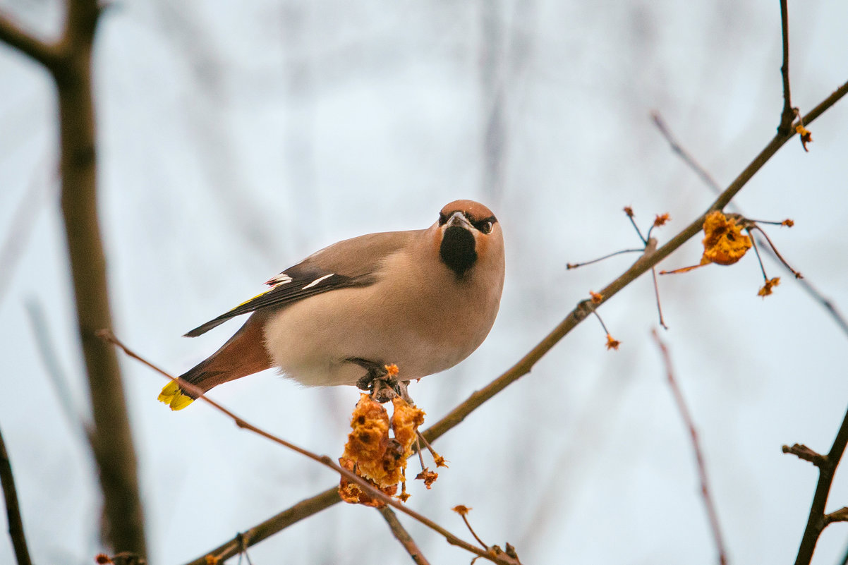 Свиристель (Bombycilla garrulus) - Алексей Поляков