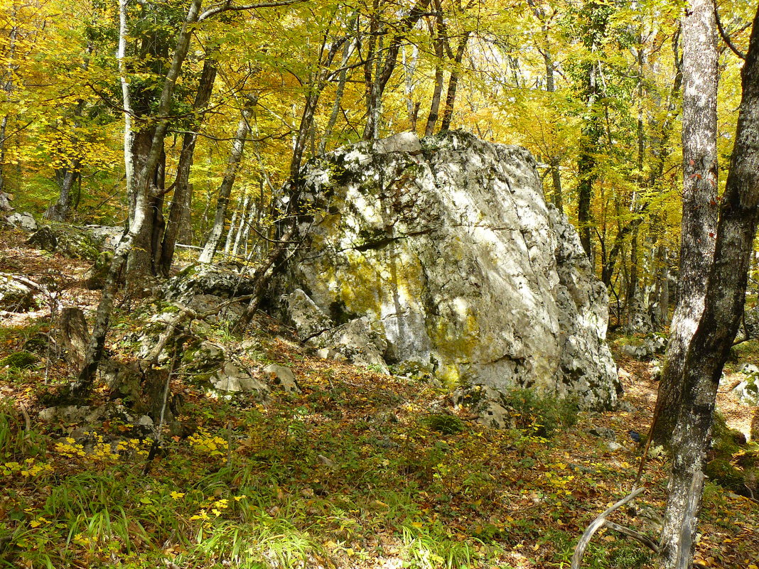 Ялта-Осенний лес - Александр Костьянов