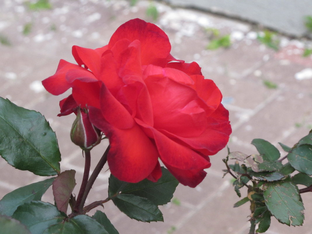Отцветающая январская роза - Герович Лилия 