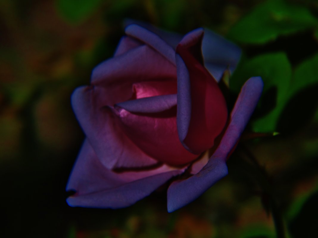 Розовый фонарик у меня в саду - Светлана Лысенко