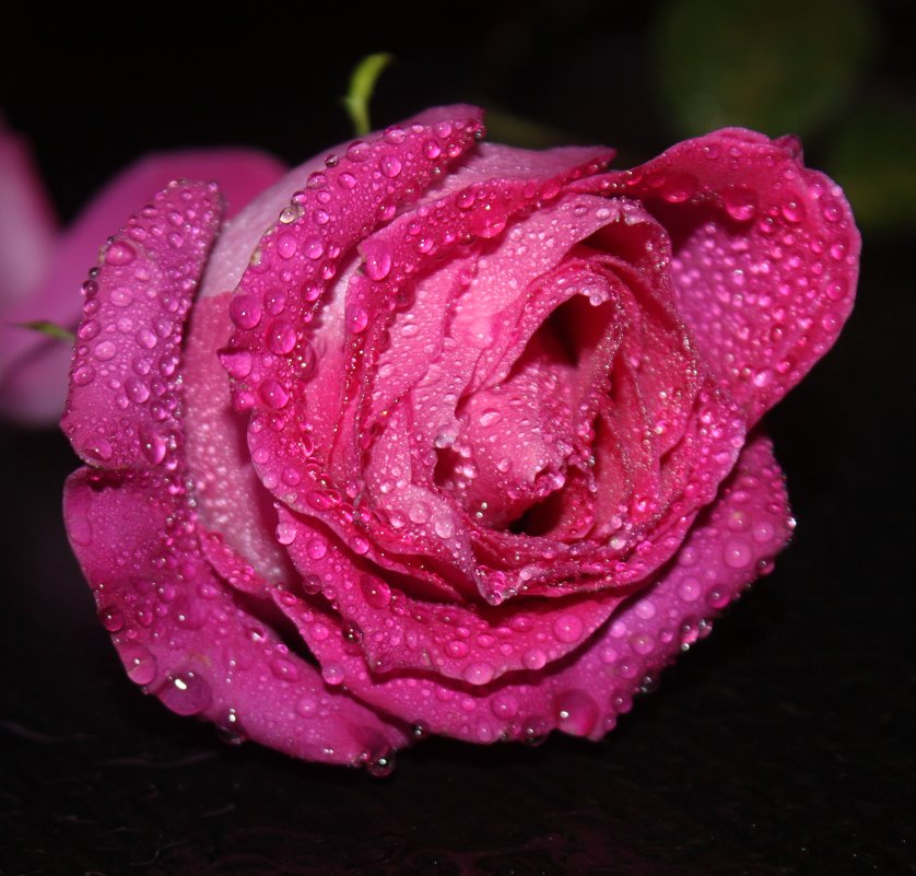 Розовые розы - Людмила 
