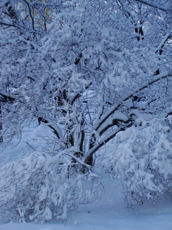Зимний лес - Татьяна 