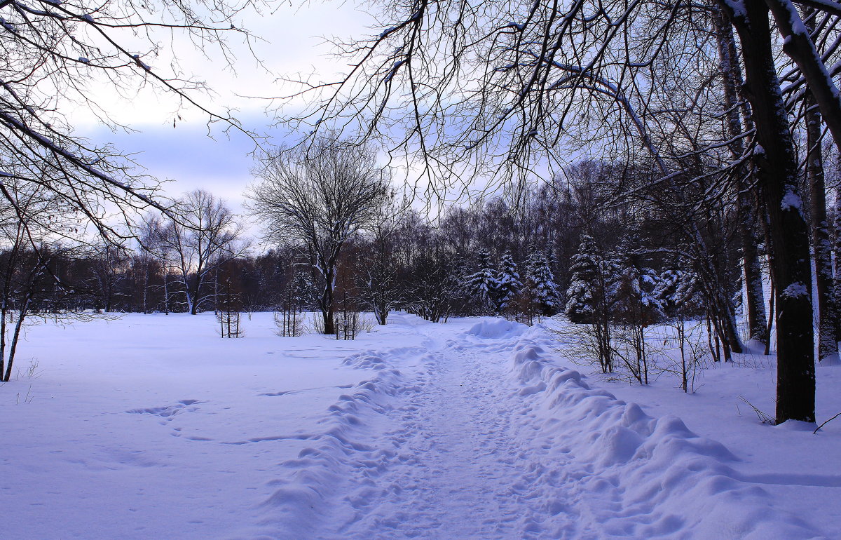 Утро зимнего парка - Татьяна Ломтева