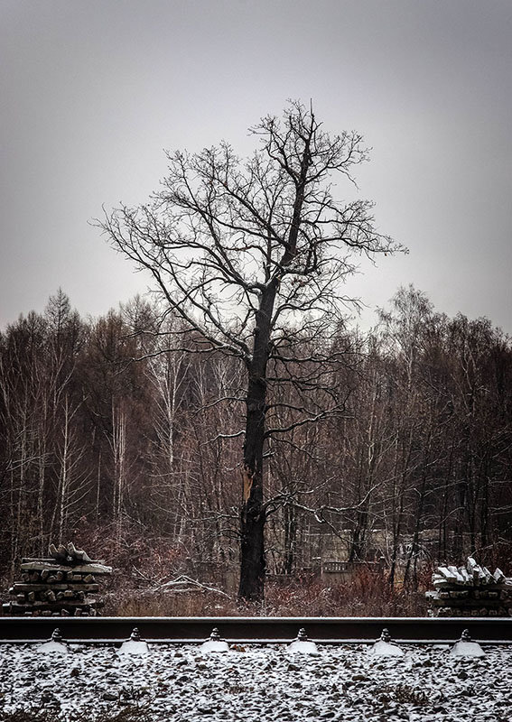 Одинокое дерево - Di Hally