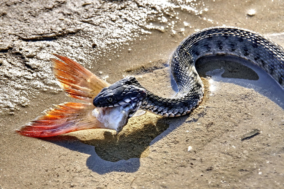рыба змея фото