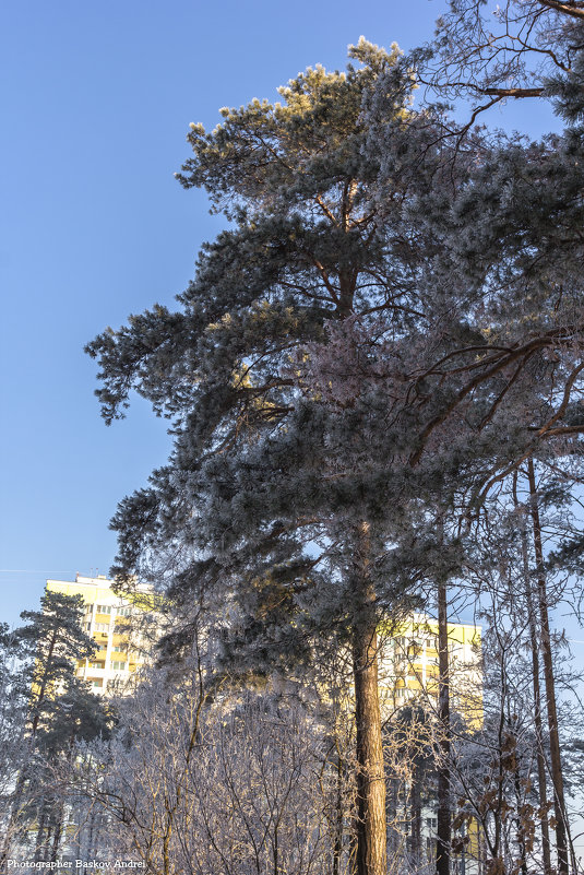 Сосна - Андрей Баськов