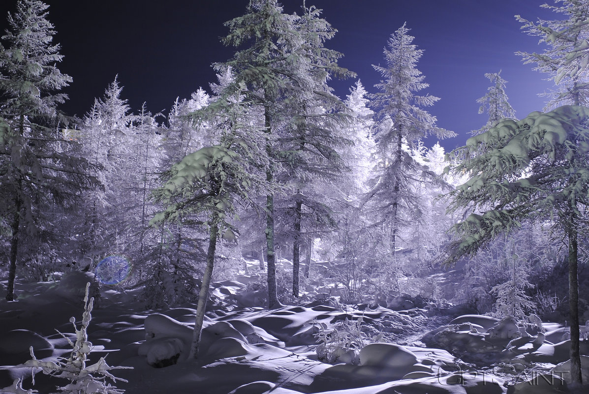 Frozen forest - Сергей Nikon