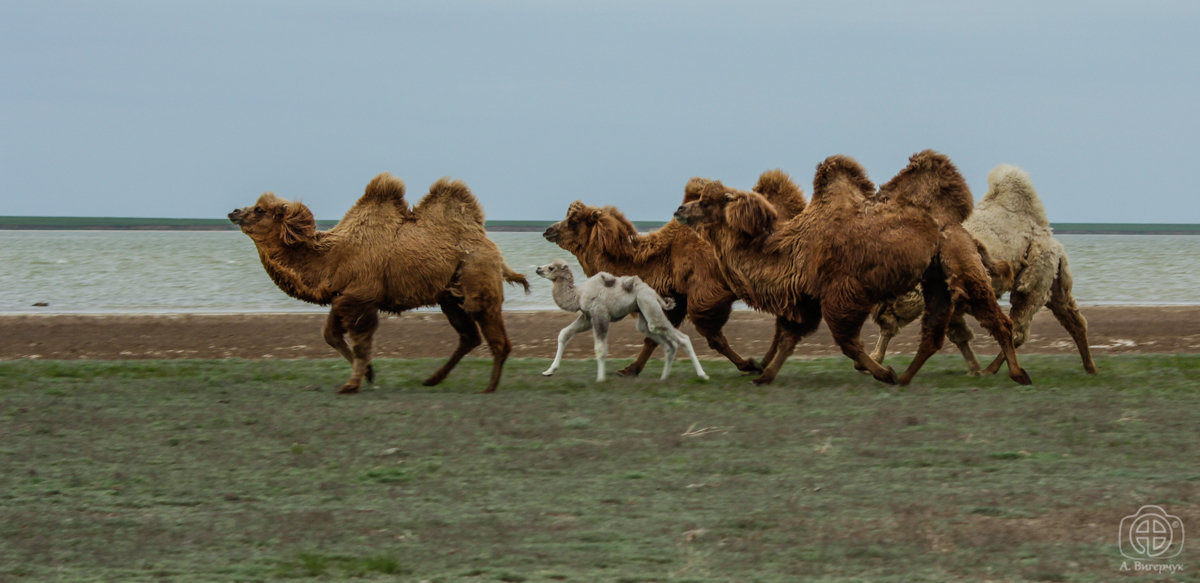 Белый верблюжонок - Андрей Вигерчук