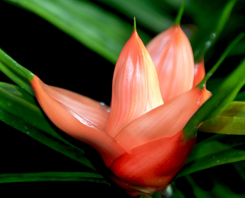 Freycinetia luzonensis - Alexander Andronik