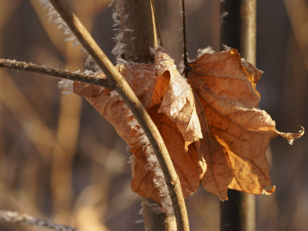 Лист осенний во зиме - sorovey Sol