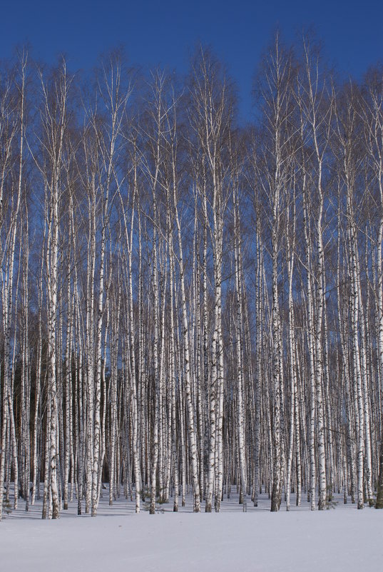 лес - Оксана Литтау