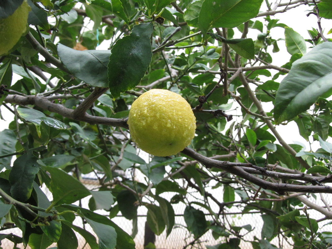 Лимон под дождем - Герович Лилия 