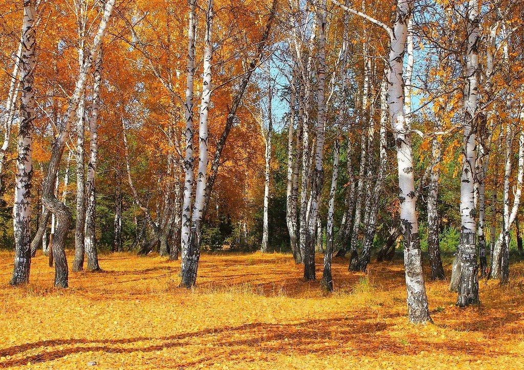 Золотой ковёр - Галина Стрельченя