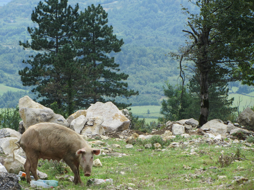 Домашняя свинка на вольных хлебах высоко в горах - Ирина 